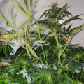 VOC: Toekomst Cannabis Social Clubs