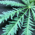 VOC: Toekomst Cannabis Social Clubs