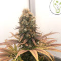 VOC: Toekomst Cannabis Social Clubs