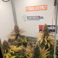 De beste anti-War on Drugs speech ooit