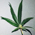 De beste anti-War on Drugs speech ooit