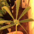 De beste anti-War on Drugs speech ooit