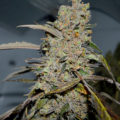 Video: Wat cannabis met creativiteit doet