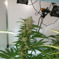 Zo stoned als Cheech & Chong