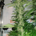 Raad het marihuanading!