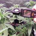 Wietideeën in 'The Marijuana Show'