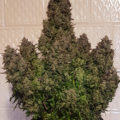 Vette trailer! Snoop & Wiz <i>on the high road</i>