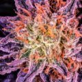 Kweektips voor sterkere cannabis