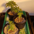 Doe jezelf een lol en hotbox je hoofd