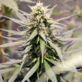 Doe jezelf een lol en hotbox je hoofd