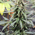 Doe jezelf een lol en hotbox je hoofd
