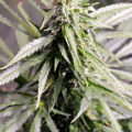 Doe jezelf een lol en hotbox je hoofd