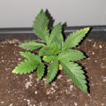 VOC: Toekomst Cannabis Social Clubs