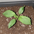 VOC: Toekomst Cannabis Social Clubs
