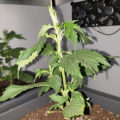 Video: Wat cannabis met creativiteit doet