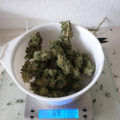 De beste anti-War on Drugs speech ooit