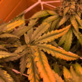 De beste anti-War on Drugs speech ooit