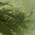 Bud washing (toppen wassen): hoe en waarom doe je dat?