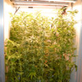 Grootste cannabis & kankeronderzoek ooit