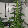 De beste anti-War on Drugs speech ooit