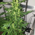 Steentijd Stoners - Hoe onze voorouders high werden (part I)