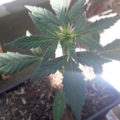 Zo stoned als Cheech & Chong