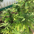 6 x waarom cannabis helpt bij migraine!