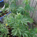 De beste anti-War on Drugs speech ooit