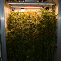 De 11 leukste stoner-videogames