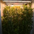 Opgraving Siberië bewijst: cannabis pijnstiller in Bronstijd