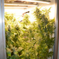 Opgraving Siberië bewijst: cannabis pijnstiller in Bronstijd