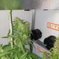 6 x waarom cannabis helpt bij migraine!