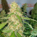 VOC: Toekomst Cannabis Social Clubs