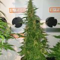 Braziliaanse dealer fopt politie met haan