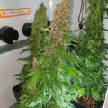 Zalige cannabis Kerst met de sterren ;-)