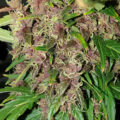 6 x waarom cannabis helpt bij migraine!