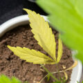 Wietideeën in 'The Marijuana Show'