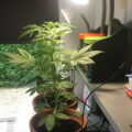 De beste anti-War on Drugs speech ooit