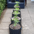 Grootste cannabis & kankeronderzoek ooit