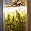 VOC: Toekomst Cannabis Social Clubs