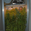VOC: Toekomst Cannabis Social Clubs