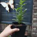 Video: Wat cannabis met creativiteit doet