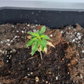 VOC: Toekomst Cannabis Social Clubs