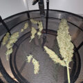 De beste anti-War on Drugs speech ooit