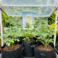 VOC: Toekomst Cannabis Social Clubs