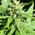 Grootste cannabis & kankeronderzoek ooit