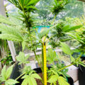 6 x waarom cannabis helpt bij migraine!