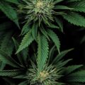 De beste anti-War on Drugs speech ooit