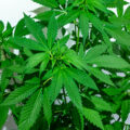 De beste anti-War on Drugs speech ooit