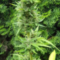 VOC: Toekomst Cannabis Social Clubs